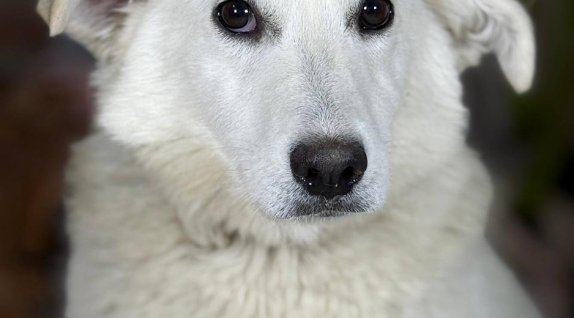Chiens à adopter